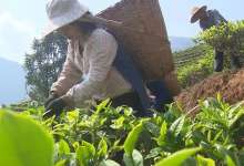 云南的普洱茶名扬四海，但还有个“西南龙井”你知道吗？-看看云南