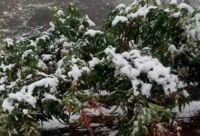 元谋县突降瑞雪!网友:我的人生也就此完了-看看云南