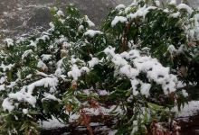 元谋县突降瑞雪!网友:我的人生也就此完了-看看云南