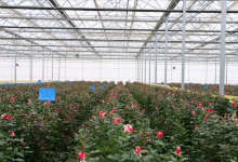 4年崛起!曲靖马龙区的花卉产业优势到底在哪?-看看云南