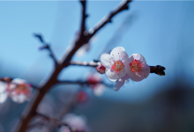 再不去就错过了!昆明三月赏花攻略出炉,含9大名花15处观赏地-看看云南