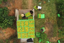 小镇也有大产业！弥勒市朋普镇，以绿兴镇-看看云南