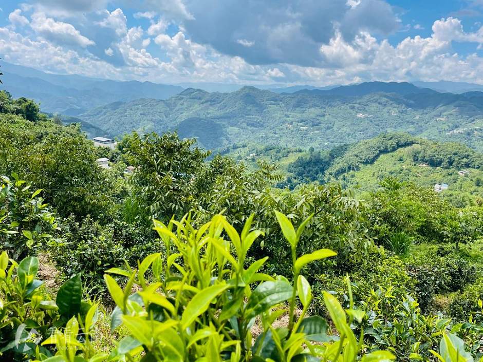 凤庆勐佑镇，茶山一角