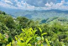 云南凤庆,勐佑小镇,海拔1908米山巅的斗茶,高手如林-看看云南