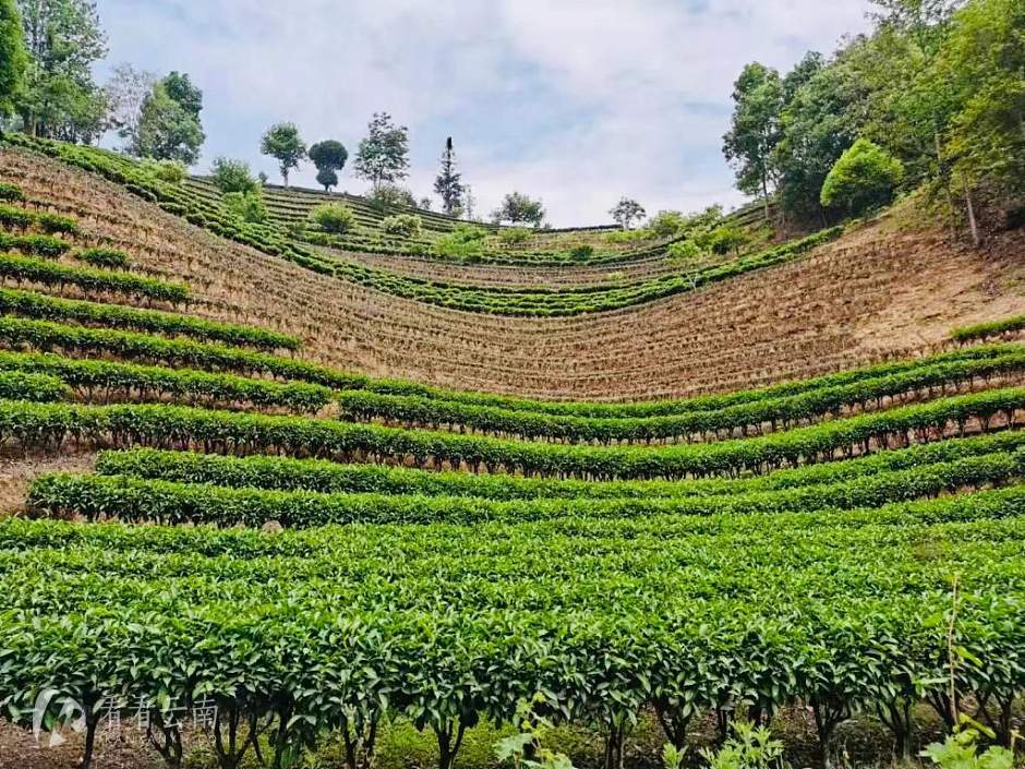 凤庆勐佑镇生态茶园