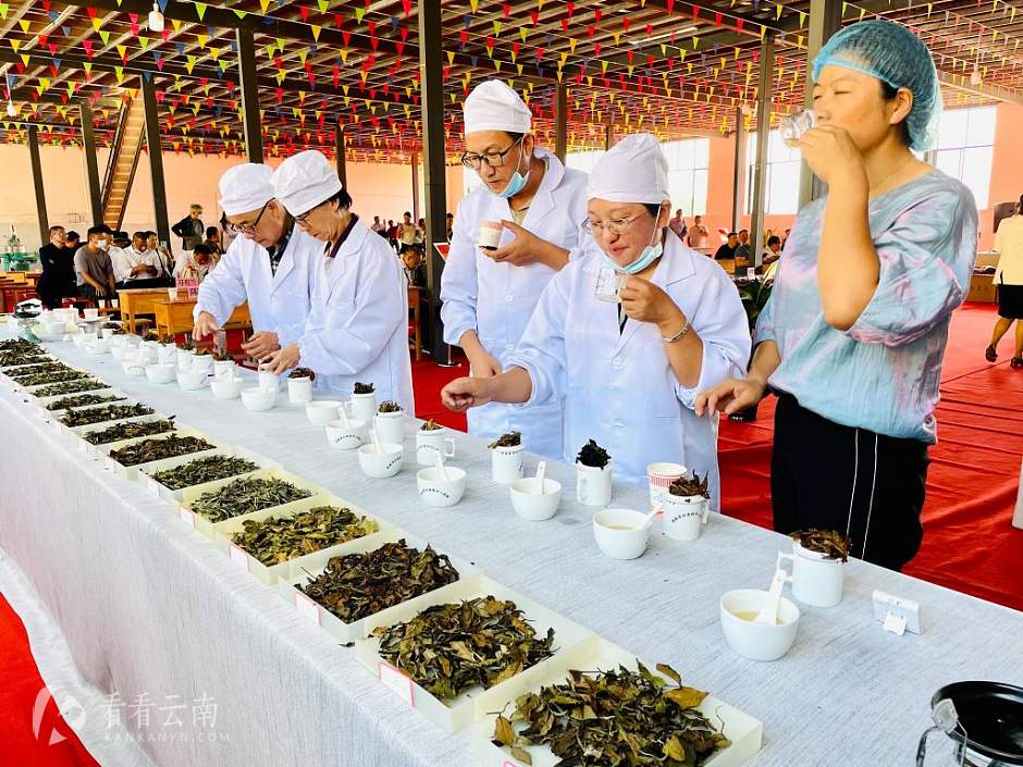 评审团专家正在品茶鉴茶