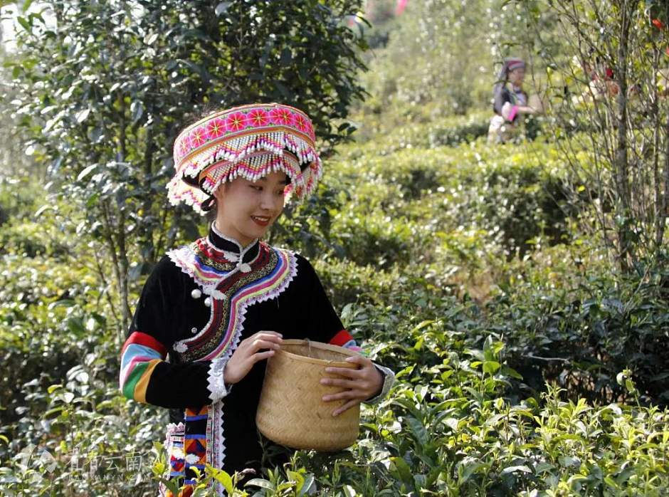 正在采茶的勐佑茶姑娘