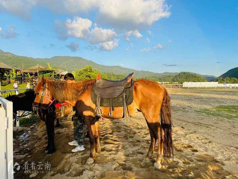河西村附近的马场