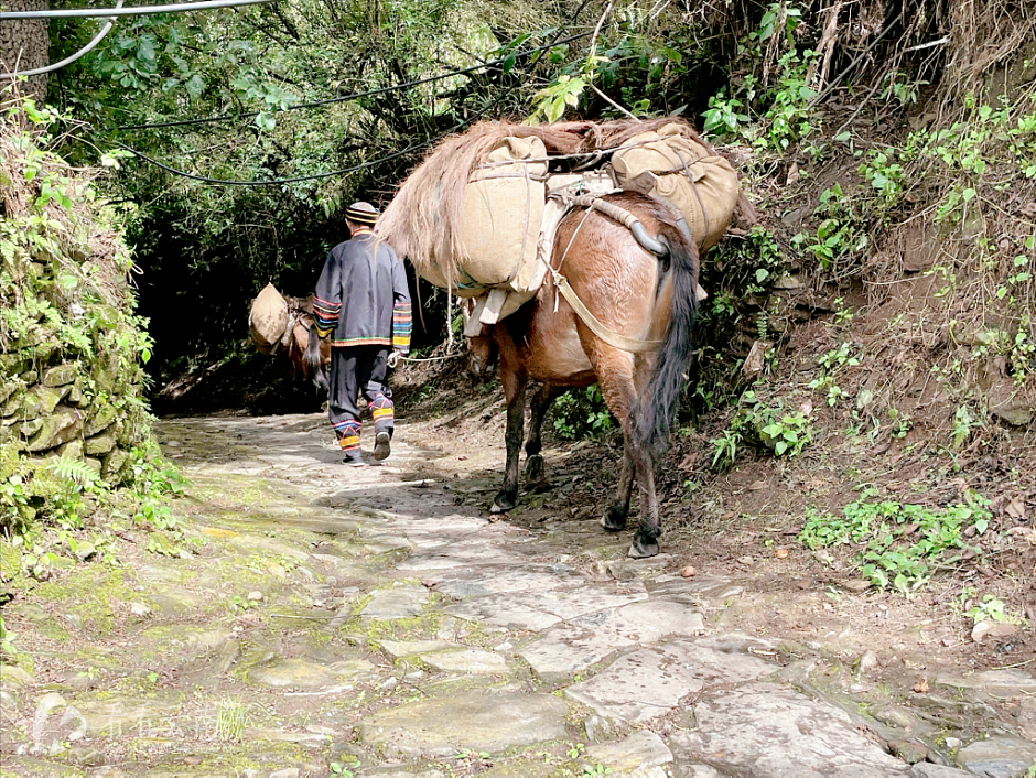 凤庆,鲁史古镇沿河塘房村茶马古道实景