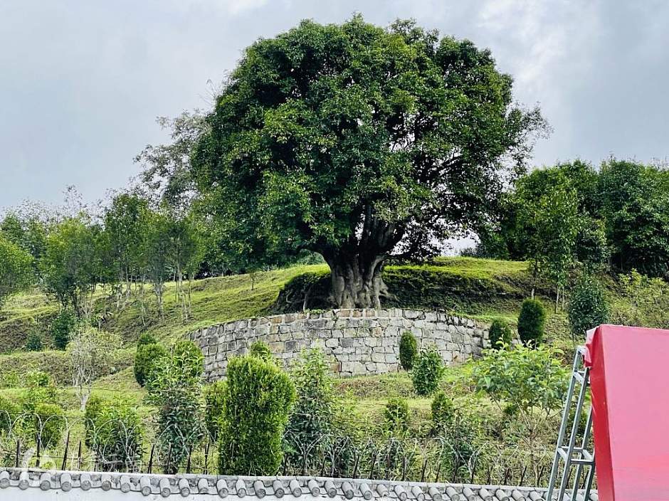 凤庆，小湾镇逾3200年的古茶树