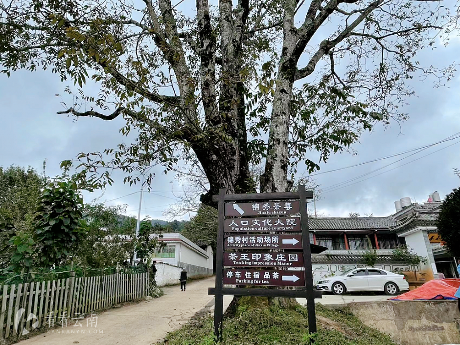 香竹箐自然村村口的老核桃树