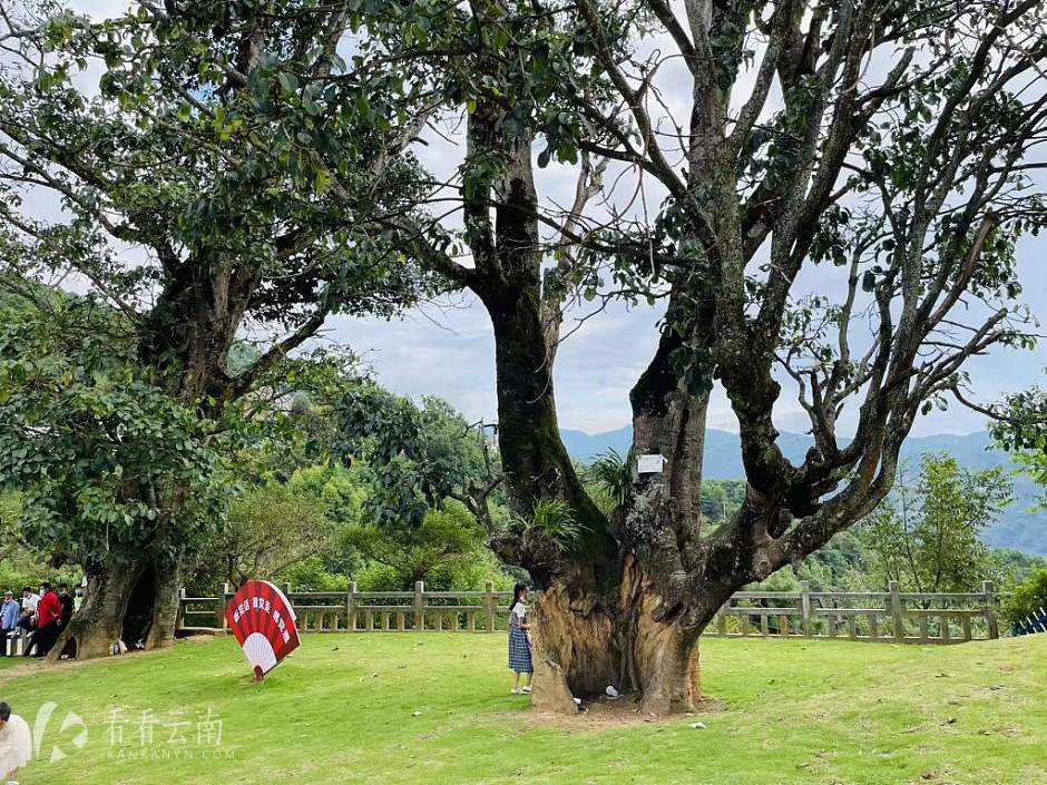 凤庆，大寺乡马庄村村口的大青树