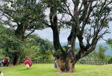 凤庆滇红隐藏着半部横断山脉地理人文志-看看云南