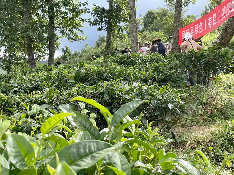 秋季时的凤庆茶山