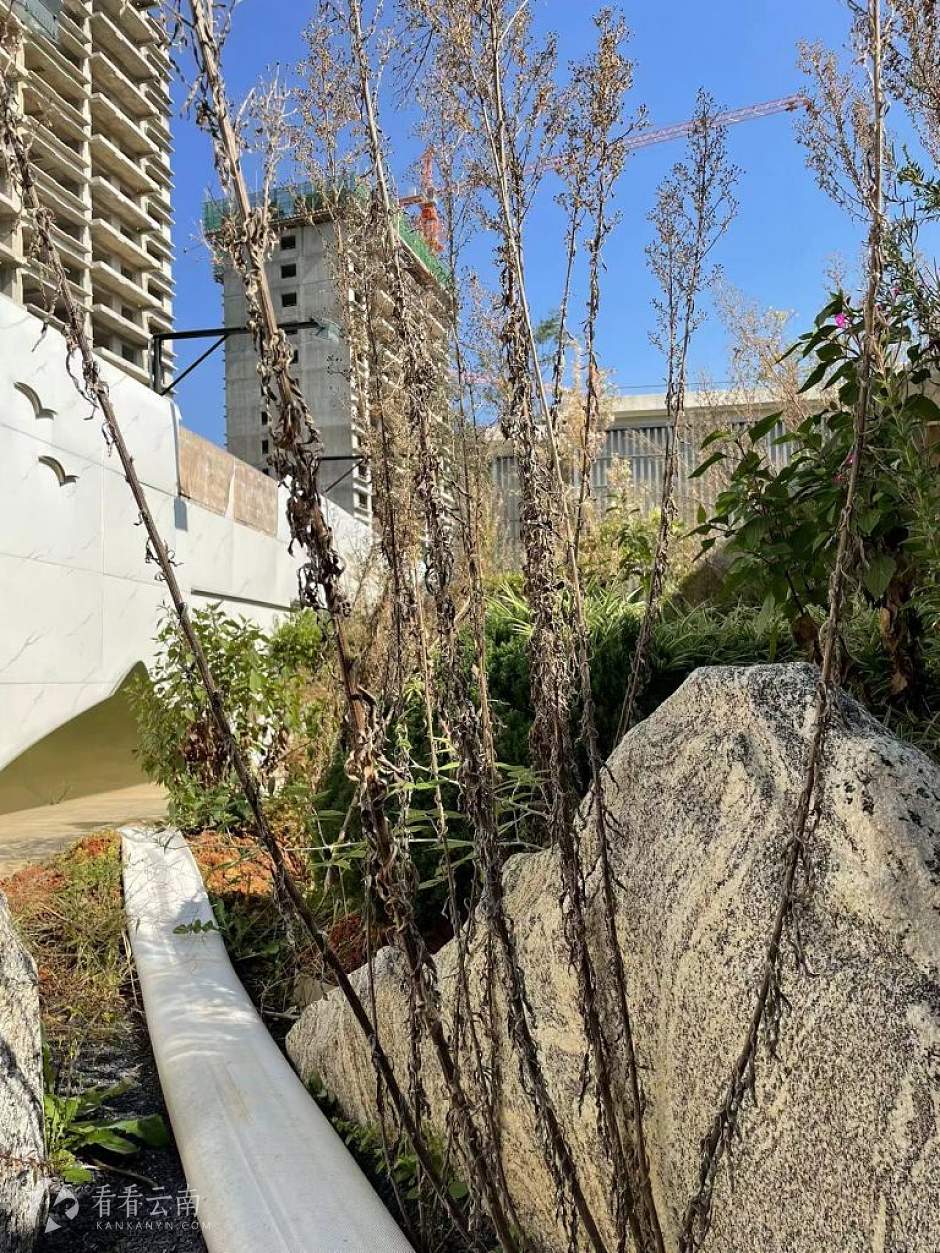 项目样板园区实景