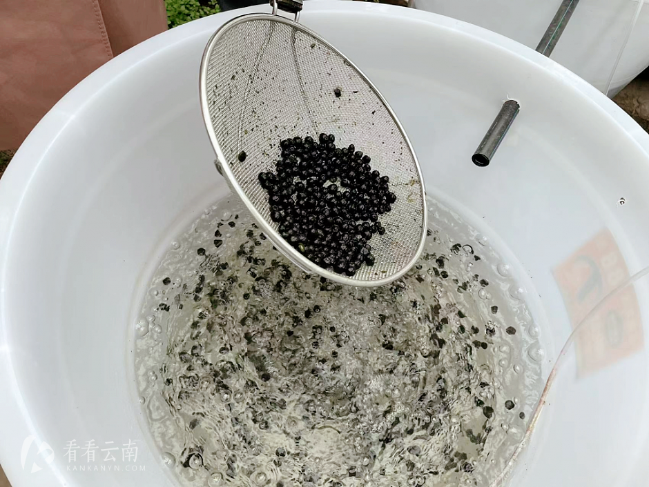 根据昙华乡野生葛仙珠，后人工培植的葛仙珠