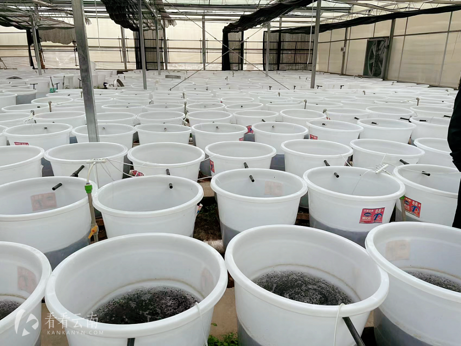 葛仙珠培育基地