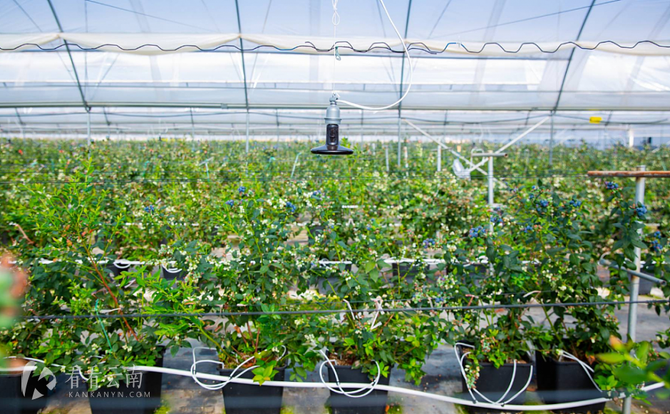 大姚龙街镇，蓝莓基地