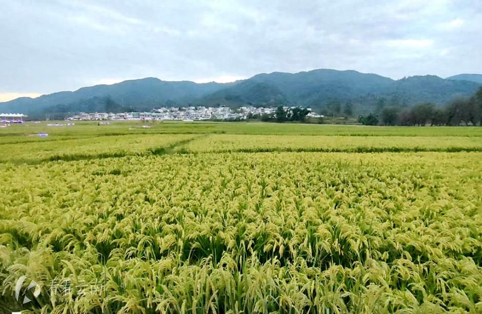 秋季时的勐佑坝子