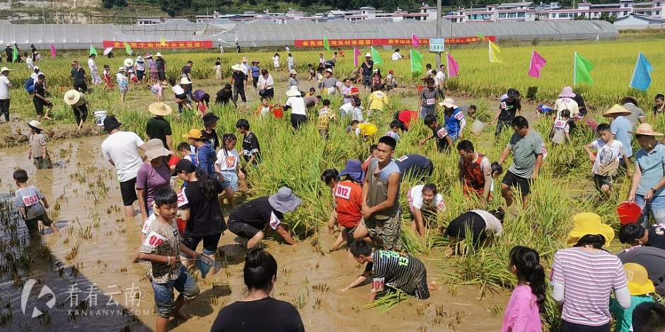 凤庆县委宣传部供图