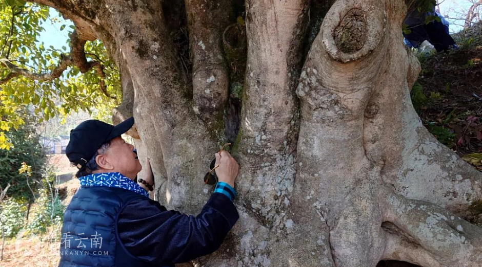 莫言与锦绣茶尊
