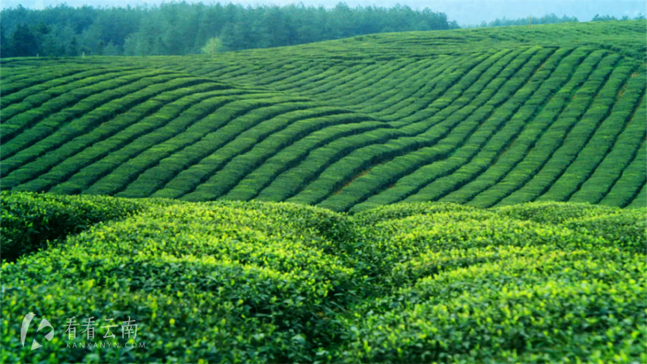 凤庆县委宣传部供图