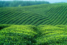 7月2日，云茶产业带溯源推广活动第三站：临沧-看看云南