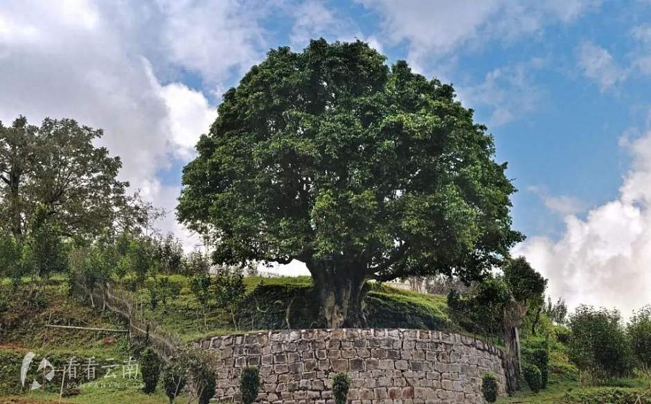 凤庆，存世3200多年的古茶树