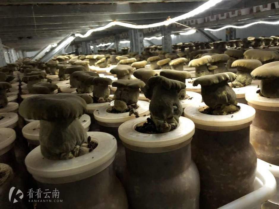 人工培植的黑牛肝