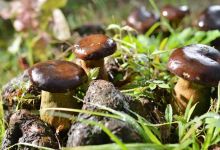 云南人超爱的黑牛肝,已在云贵两地实现人工培植!日产逾25吨-看看云南