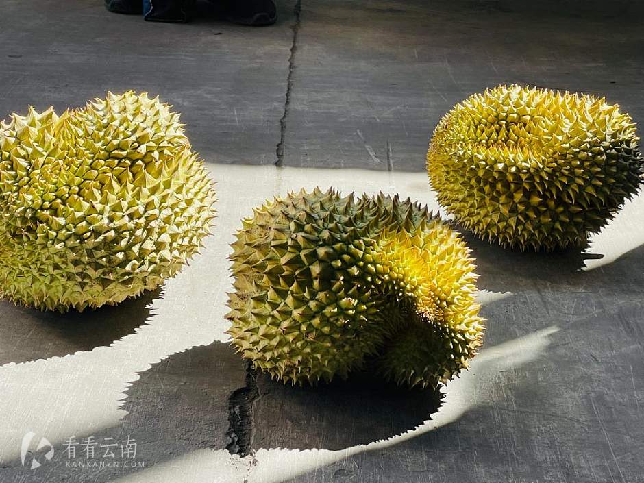 昆明王家营，开箱后的泰国榴莲