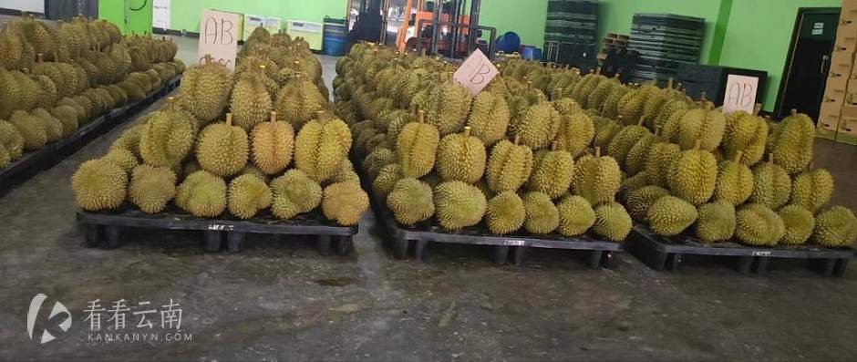 尚在泰国的榴莲