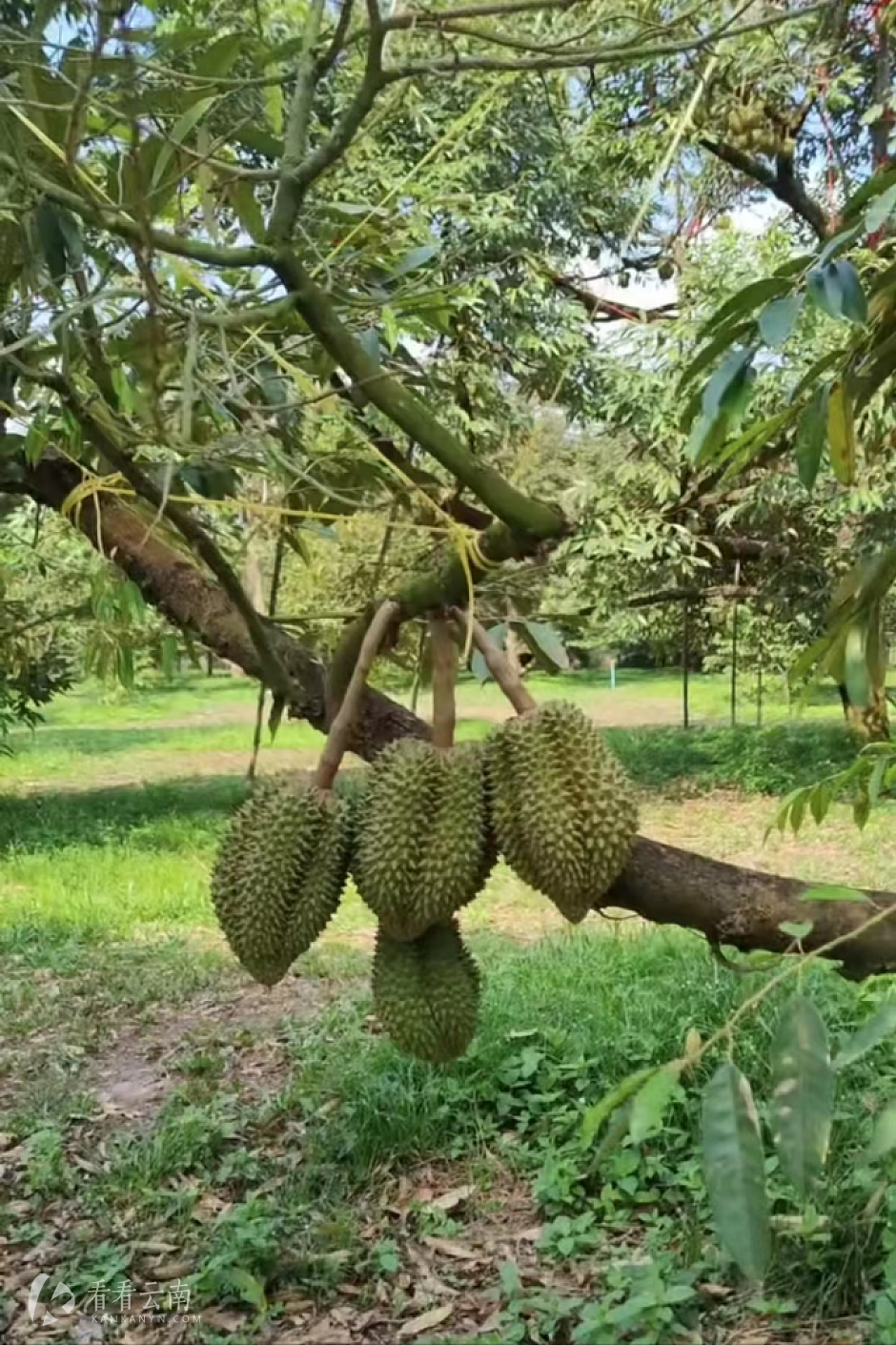 泰国，还挂在树上的榴莲（张微微供图）