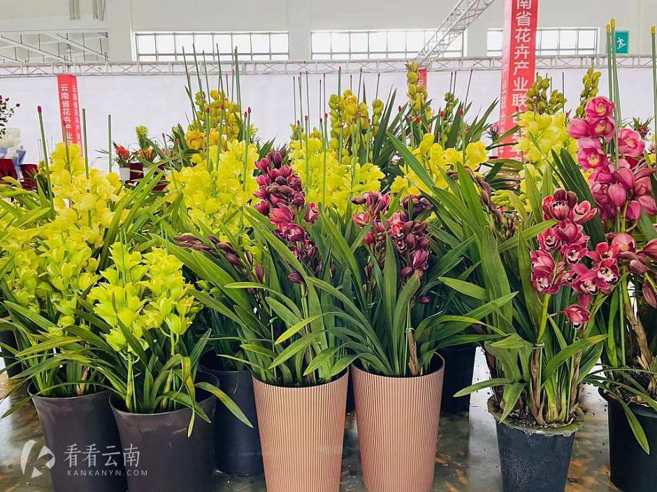 展位上的鲜花绿植