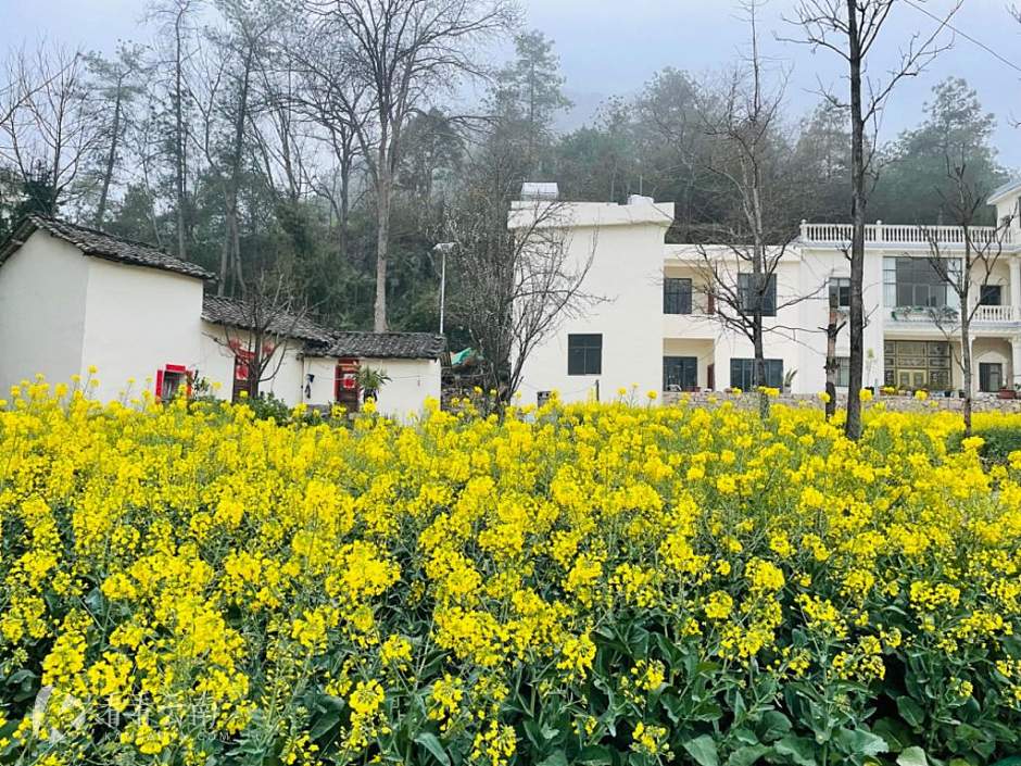 罗平油菜花中的民居