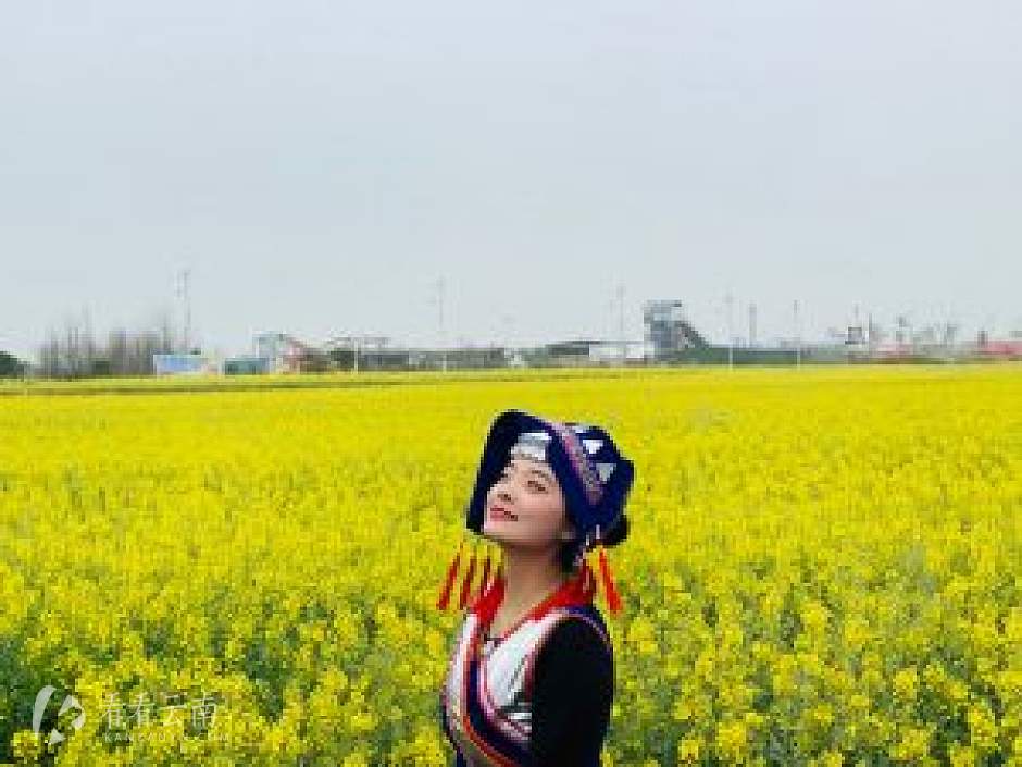 春天里的罗平