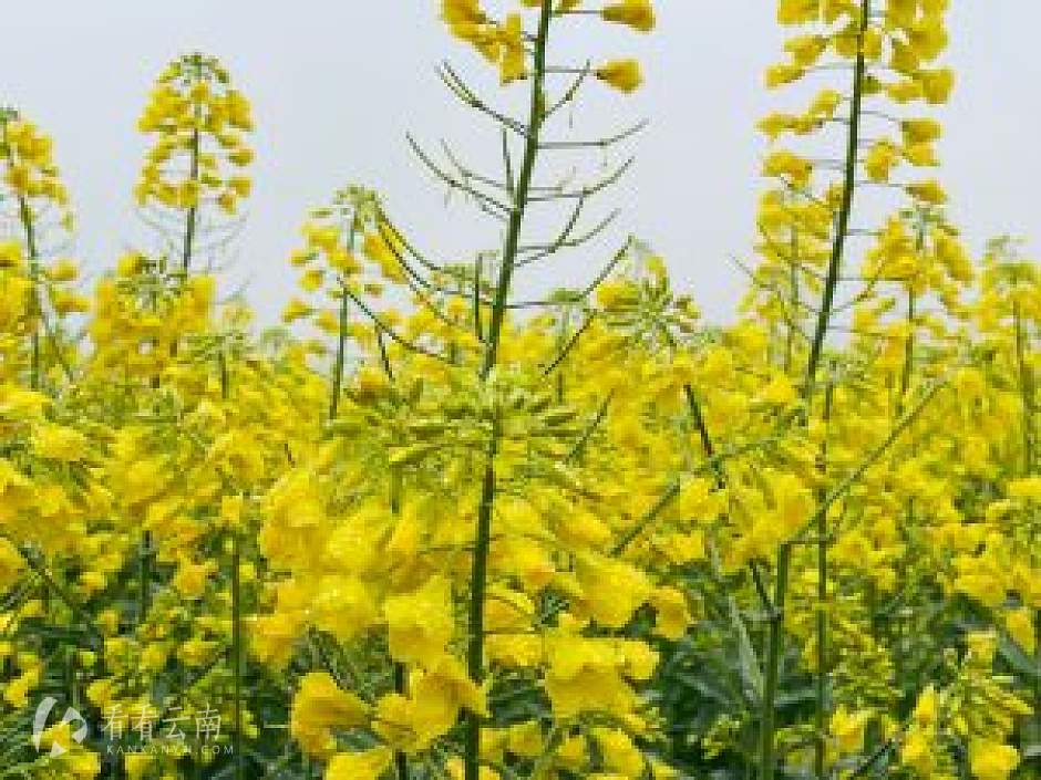 罗平油菜花