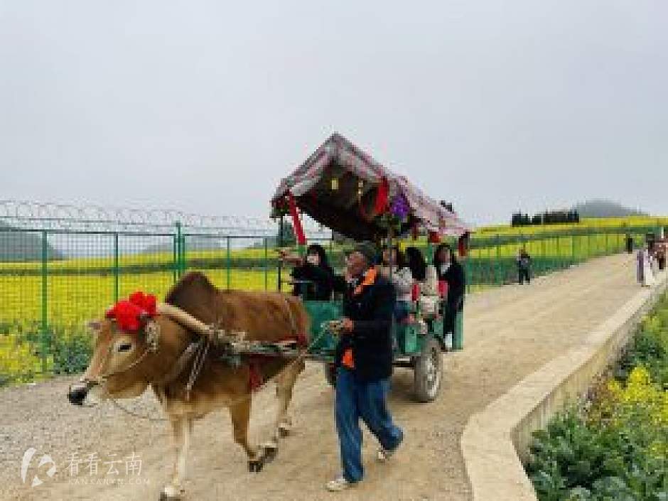 赶车人杨世开老人和他的牛车