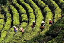 让世界看见临沧茶！“我在云南品春茶”临沧站活动启幕-看看云南