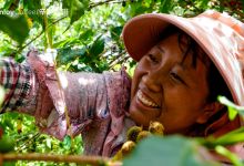 云品乐购助农故事:让精品咖啡龙头企业更强,带动更多咖农增收-看看云南